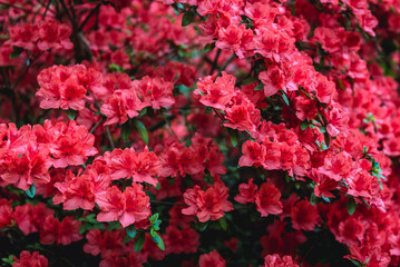 Close up on a bush of red Glowing Embers Rhododendrons