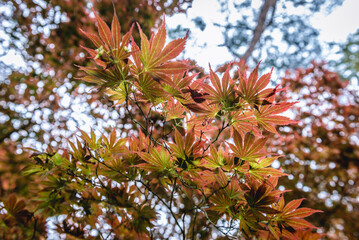 Close up on redleaved variety of Smooth Japanese Maple tree - Acer palmatum