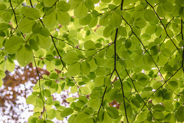 Fresh green leaves of European beech also called common beech tree