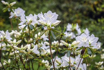 Close up on white flowers inf full bloom of Korean rhododendron also called Korean rosebay