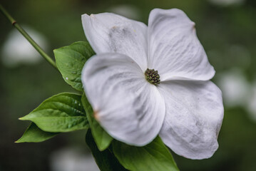 Macro close up of a single flower of Cornus, var Eddies White Wonder