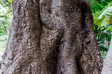 Ocotea foetens tree in botanical garden in Funchal city, Madeira, Portugal
