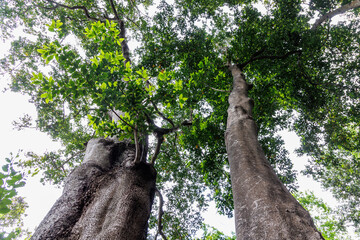 Ocotea foetens tree in Monte Palace - Tropical Garden in Funchal city, Madeira, Portugal