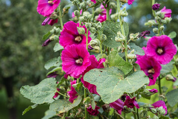 Blooming hollyhock flowers during summer in Poland