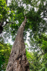 Ocotea foetens tree in Monte Palace - Tropical Garden in Funchal city, Madeira, Portugal