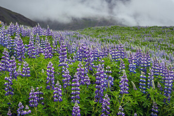 Field covered with Lupinus nootkatensis plants during flowering season in Iceland