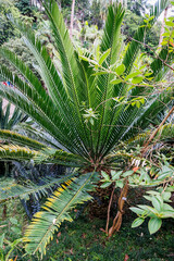 Encephalartos princeps plant in Tropical Garden in Funchal city, capital of Madeira Island, Portugal
