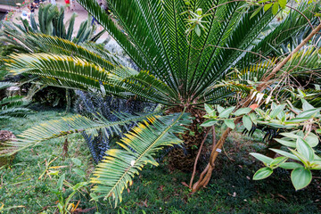 Encephalartos princeps plant in Tropical Garden in Funchal city, capital of Madeira Island, Portugal