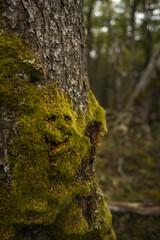 Musgo en bosque en patagonia argentina