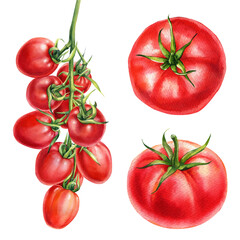 fresh juicy tomatoes watercolor illustration red vegetables collection isolated on white background organic food design