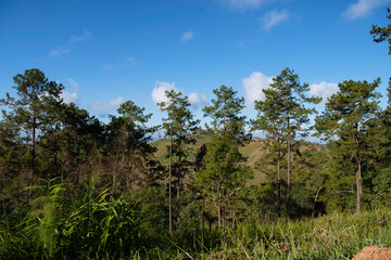 mountain landscape with trees