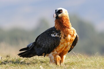 BEARDED VULTURE (Gypaetus barbatus) largest of the old world vultures with a wingspan up to 9 feet. 
