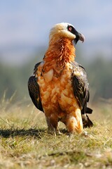 BEARDED VULTURE (Gypaetus barbatus) largest of the old world vultures with a wingspan up to 9 feet. 