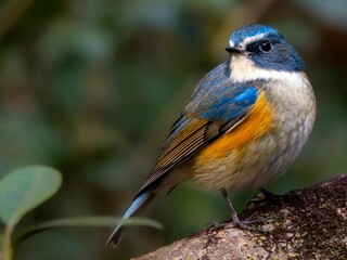 森の中で周りを見渡しているルリビタキの雄