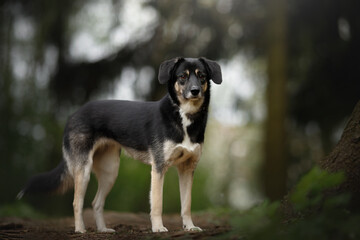 young cute mongrel dog with black and brown fur, brown eyes and grey collar standing in a green spring nature park and looking sideways