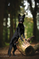 vertical young cute mongrel dog with black fur, brown eyes and red collar standing with its front paws on a large felled stump in a green spring nature park and looking ahead