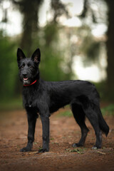 vertical young cute mongrel dog with black fur, brown eyes and red collar staying in a green spring...