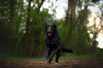 young cute mongrel dog with black fur, brown eyes and red collar running in a green spring nature park on a path and looking ahead
