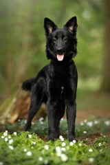 young cute mongrel dog with black fur, brown eyes and red collar staying in a green spring nature...