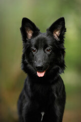 young cute mongrel dog with black fur, brown eyes and red collar close-up portrait in a green spring nature park with blur background and looking sideways
