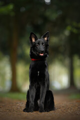 young cute mongrel dog with black fur, brown eyes and red collar sitting in a green spring nature park on a path and looking sideways