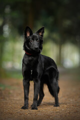 young cute mongrel dog with black fur, brown eyes and red collar staying in a green spring nature park on a path and looking sideways