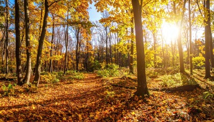 Autumnal Radiance: Sunlight Filters Through a Forest Canopy of Golden Leaves