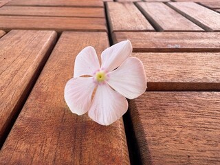 Beautifull Plants and Flower