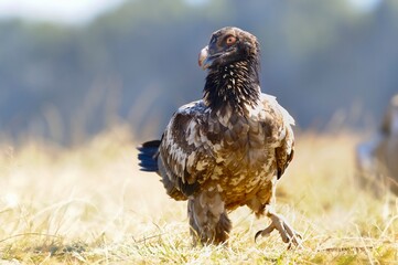 BEARDED VULTURE (Gypaetus barbatus) largest of the old world vultures with a wingspan up to 9 feet. 