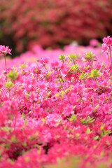 철쭉꽃 만발한 꽃동산