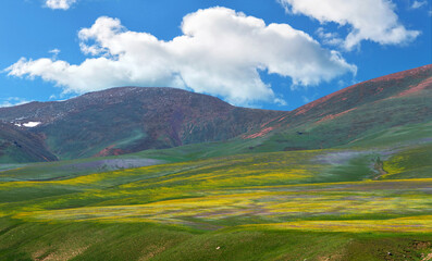 The picturesque high-mountain plateau of Asy in the Almaty region of southeastern Kazakhstan covered with spring flowers