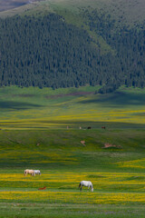 Obraz premium Horses grazing on the picturesque high-mountain plateau of Asy in the Almaty region of southeastern Kazakhstan on a spring day