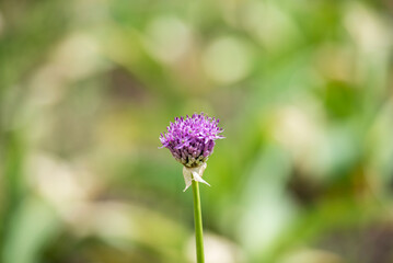 보라빛 작은 꽃들의 모임
