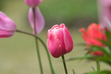 아름다운 튤립꽃송이