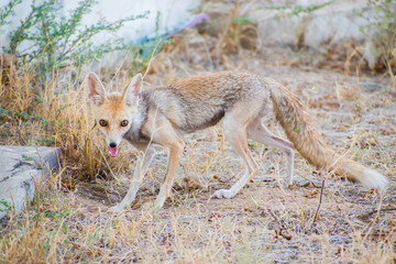 Indian Desert fox (Vulpes vulpes pusilla) of Thar Desert Rajasthan posing to camera by opening mouth and trying to frighten . Wildlife photography, nature documentaries, and ecological education