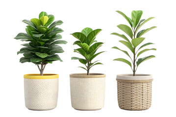 Obraz premium Three Ficus Plants in Woven Pots on Transparent Background