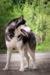 A beautiful blue-eyed husky next to a flowering bird cherry. A dog with blue eyes.