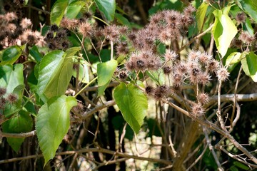 Close-Up of Entelea arborescens (Whau Tree) – Native New Zealand Foliage