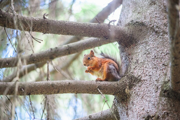 Eurasian red squirrel with a fluffy tail sitting on a pine tree branch, enjoying a meal in a vibrant summer forest, surrounded by lush greenery and natural beauty