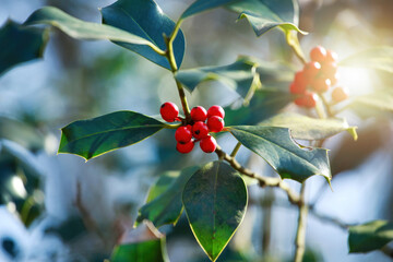 Red berries and shiny green leaves of a holly tree glowing in sunlight