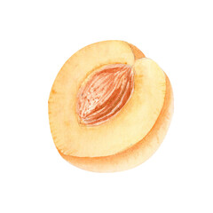 A fresh apricot cut in half with visible seed watercolor illustration. Hand-painted fruit design on white background, ideal for eco-friendly packaging, healthy food branding, and summer product labels