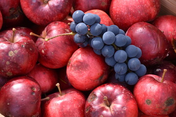 The autumn harvest in the garden, Sainte-Apolline, Québec, Canada