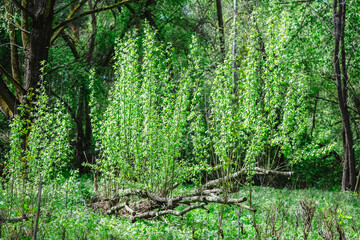 Fallen tree trunk covered with vibrant green foliage, creating a captivating scene in a dense...