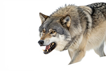 Majestic Gray Wolf in Winter Wonderland A Close-Up Portrait