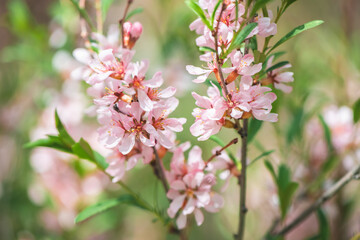 Beautiful pink almond and sakura flowers adorn the branch, heralding the arrival of spring with their delicate petals and bright color on a soft green background.