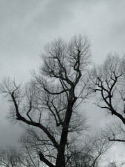 Tree branches, roots and majestic forest of Rouge Cloître (Forest of Soignes, Belgium)