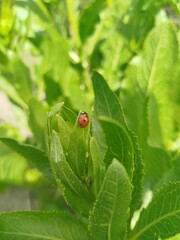 ladybug on leaf