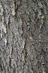 Beautiful close-up of the bark of cercis canadensis