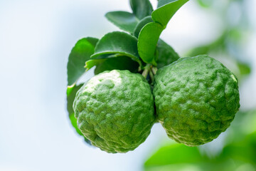 Bergamot, Fresh green bergamot fruit hanging from branch. bergamot tree garden and healthy food concept, group of bergamot,Bergamot medicinal plants with many