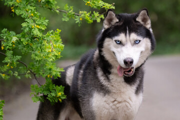 A beautiful blue-eyed dog next to a blooming acacia. Siberian Husky
